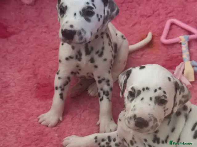 Dalmatian dogs for sale: Eagerly Awaited Litter Now Here 💫 - Advert 1