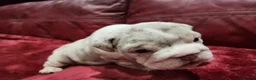 English Bulldog dogs for sale: 🐾Gorgeous British Bulldog Puppies - Boy & Girl💜 - Advert 13