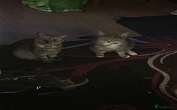 Mixed Breed cats for sale: 3 Beutiful kittens - Image 18