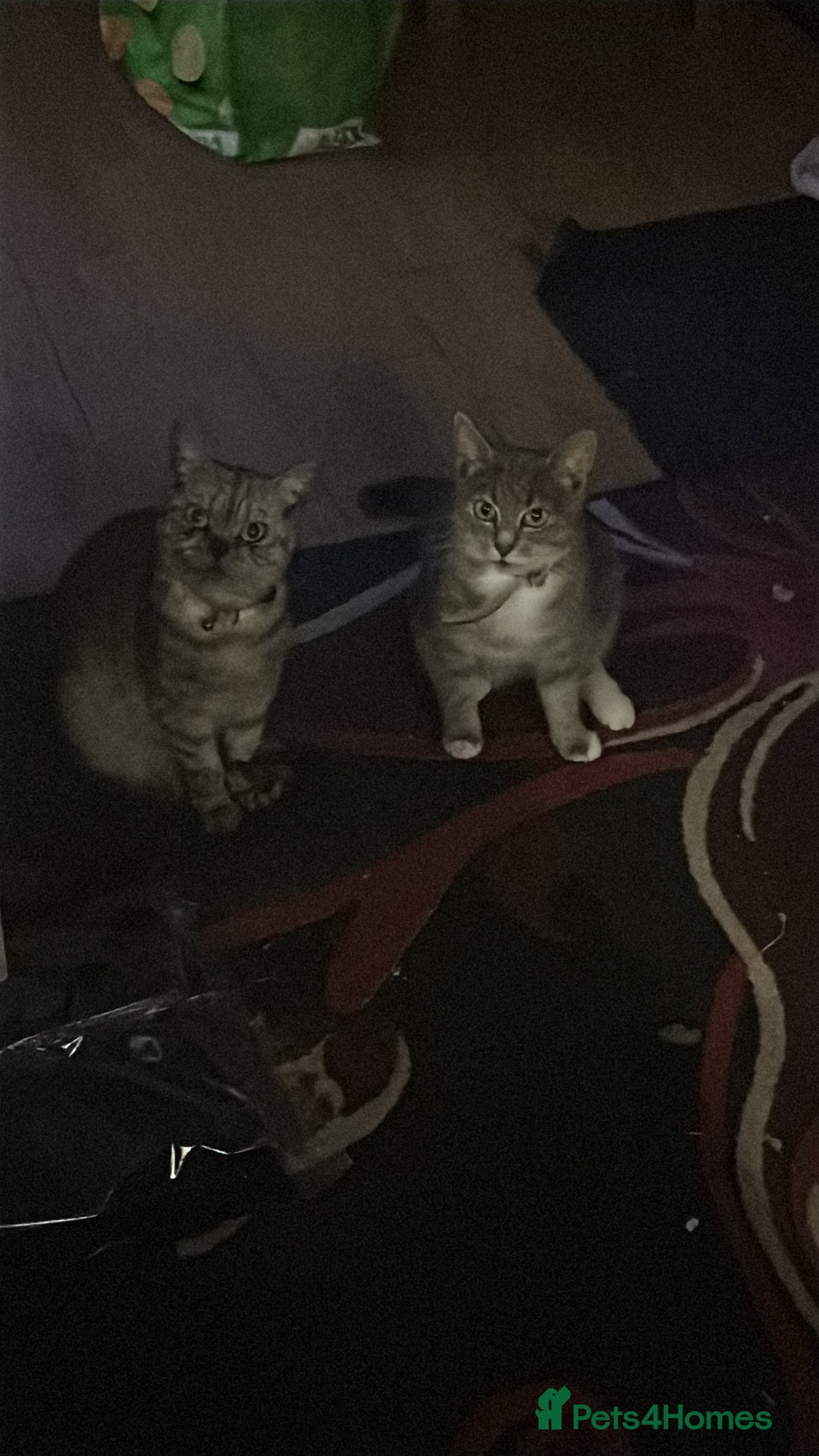 Mixed Breed cats for sale: 3 Beutiful kittens - Image 18