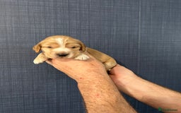 Cocker Spaniel dogs for sale: Gorgeous shoe type cocker spaniel  - Image 8