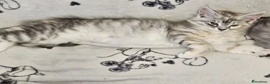 Maine Coon 6
