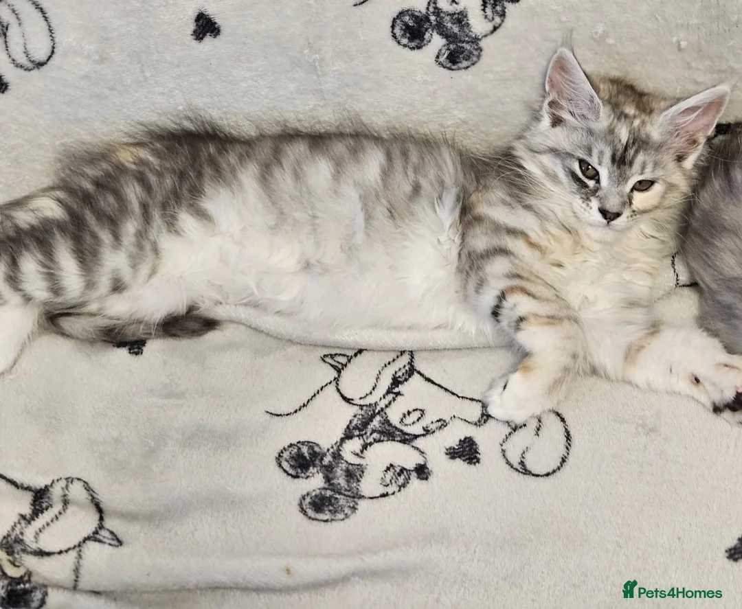 Maine Coon cats for sale: Beautiful TICA registered Maine Coon kitten's  - Advert 27