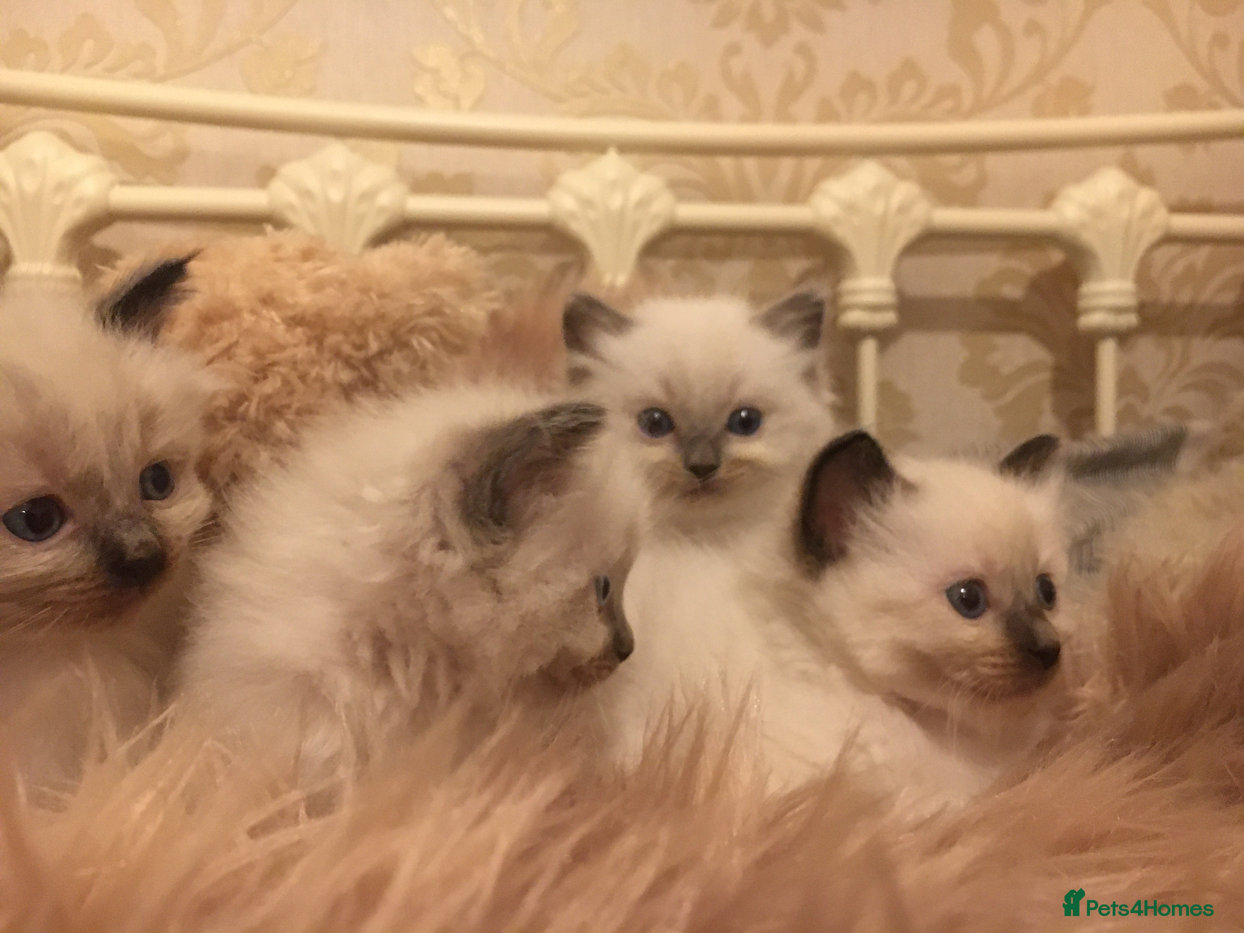 Ragdoll cats Ragdoll kittens - Advert 8