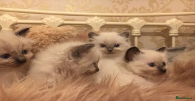 Ragdoll cats Ragdoll kittens - Advert 2