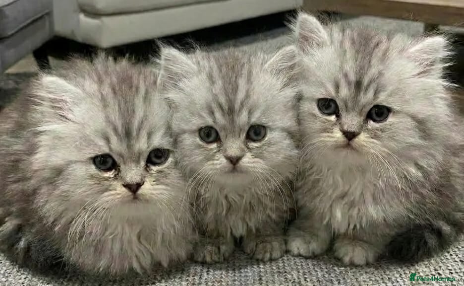 Persian cats Persian chinchilla kittens for sale 8 wks  - Advert 6
