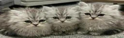 Persian cats for sale: Persian chinchilla kittens for sale 8 wks  - Advert 1