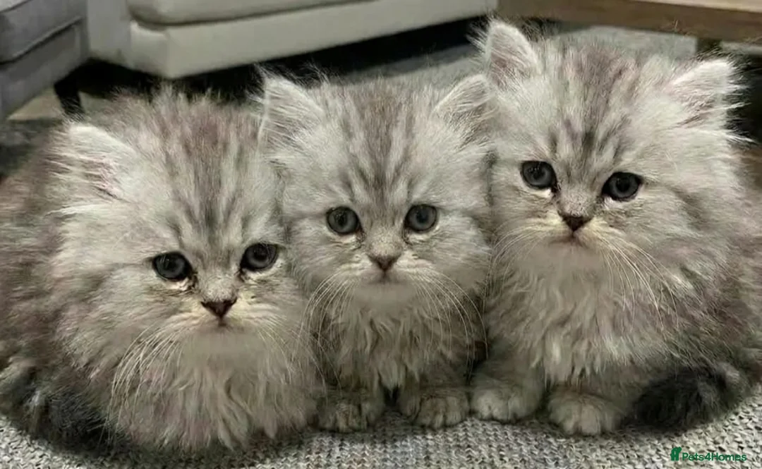 Persian cats for sale: Persian chinchilla kittens for sale 8 wks  - Advert 1