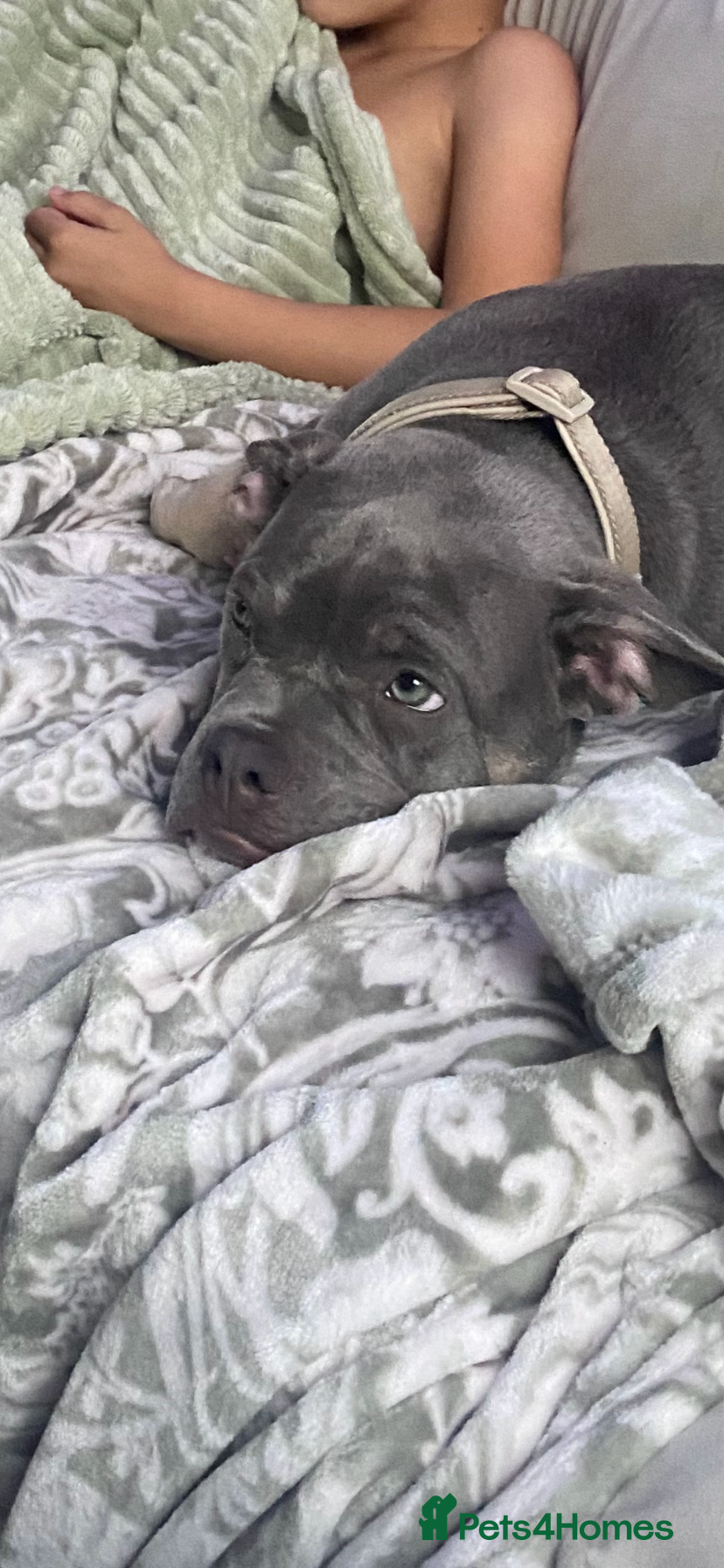 American Bully dogs Make pocket bully - Advert 1