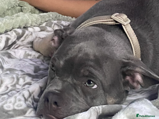 American Bully dogs Make pocket bully - Advert 1