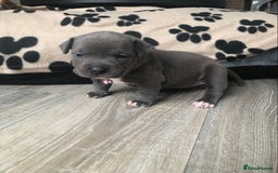 American Bully dogs for sale: American bully’s (except offers) in Livingston - Image 14