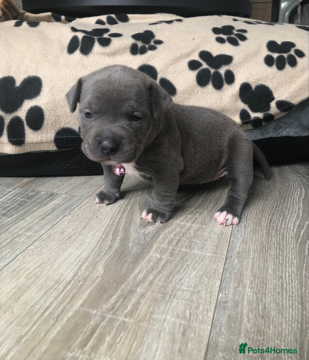 American Bully dogs for sale: American bully’s (except offers) in Livingston - Image 14
