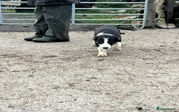 Border Collie dogs for sale: Farm Bred Border Collie Pups - Advert 4