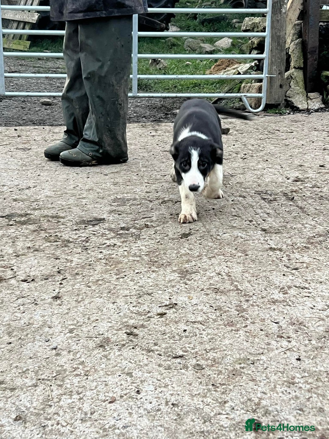 Border Collie dogs for sale: Farm Bred Border Collie Pups - Advert 4
