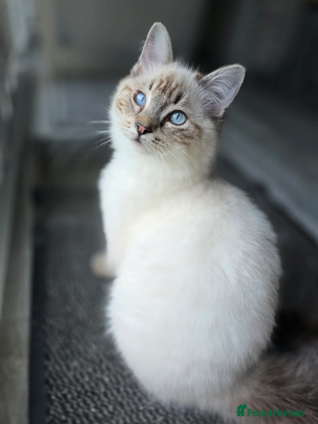 Ragdoll cats for sale: Beautiful Ragdol Kittens - dog friendly - Advert 2