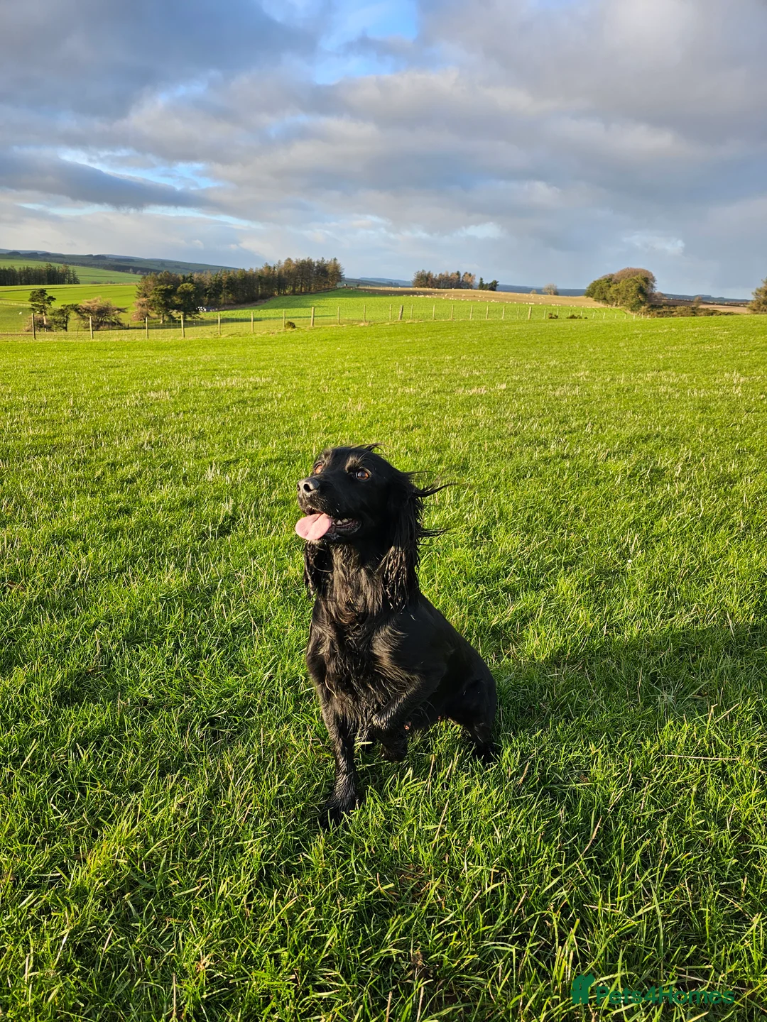 Cocker Spaniel dogs for sale: KC Reg working cocker spaniel puppies in Knighton - Advert 21