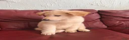 German Shepherd dogs for sale: Stunning quality GSD pups looking for new home!  - Advert 19