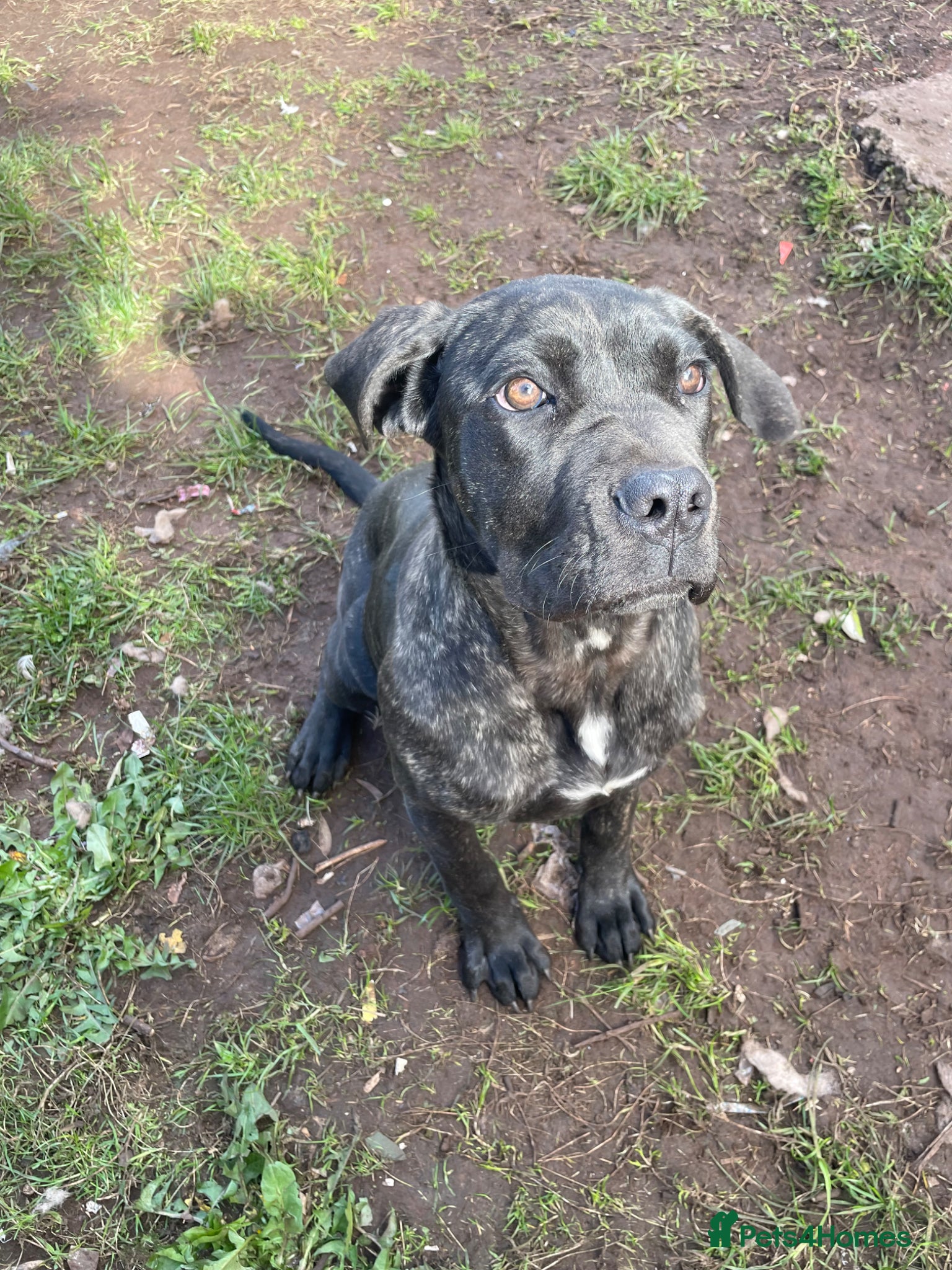 Cane Corso dogs 1 cane corso female left (4months) - Advert 4