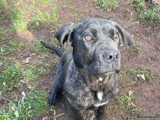 Cane Corso dogs 1 cane corso female left (4months) - Advert 4