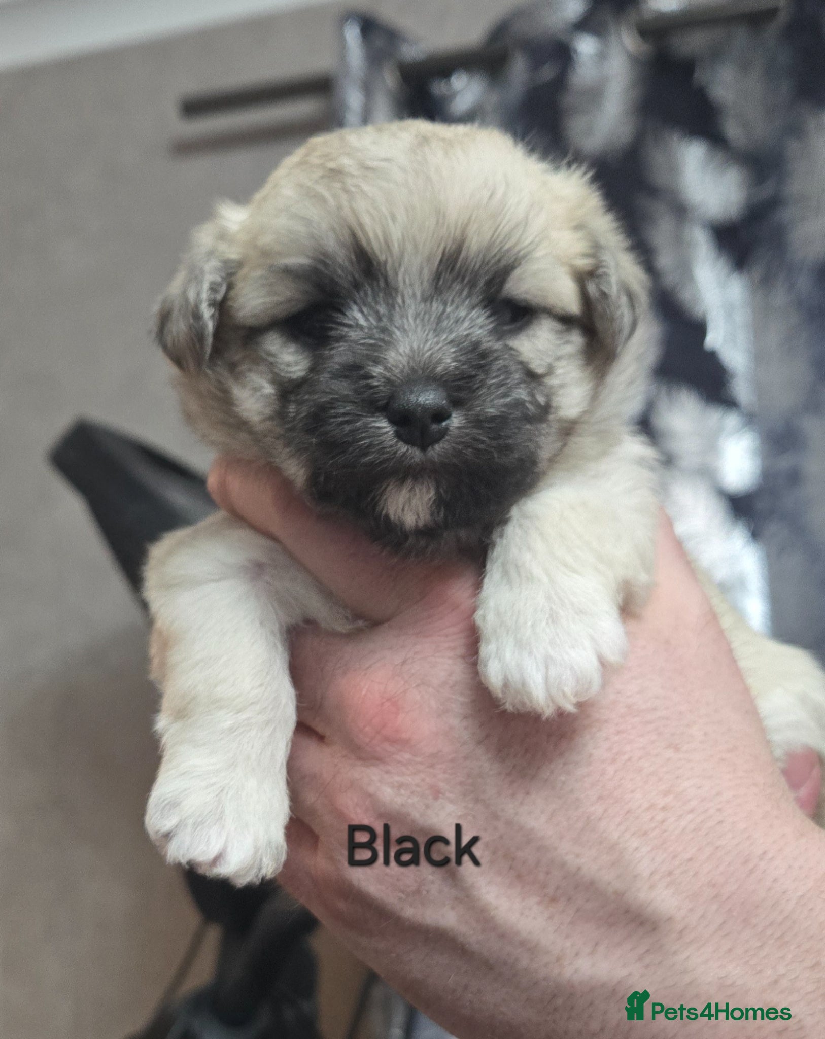 Mixed Breed dogs Maltese x Terrier (3 girls left) - Advert 4