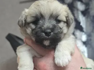 Mixed Breed dogs Maltese x Terrier (3 girls left) - Advert 4