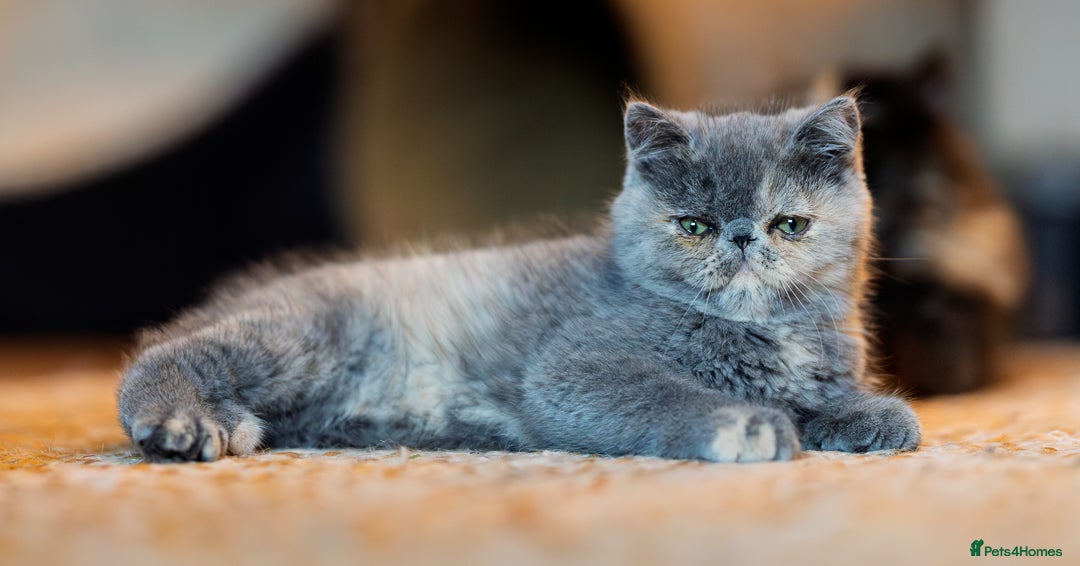 Exotic cats for sale: GCCF Registered - Advert 5