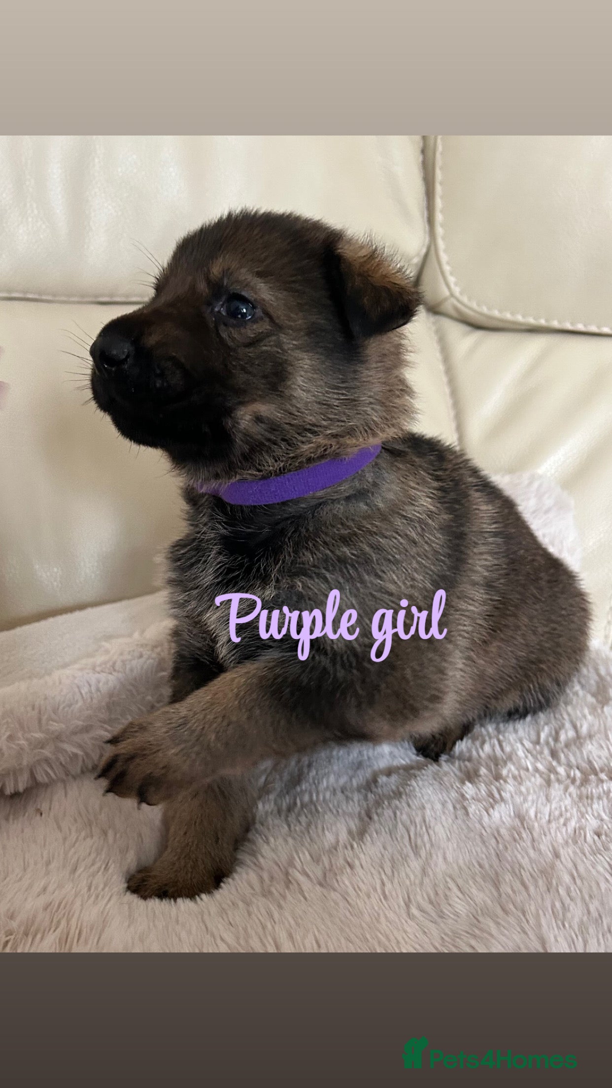 German Shepherd dogs Kc reg German shepherd puppy  - Advert 1