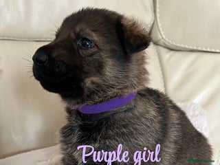 German Shepherd dogs Kc reg German shepherd puppy - Advert 5