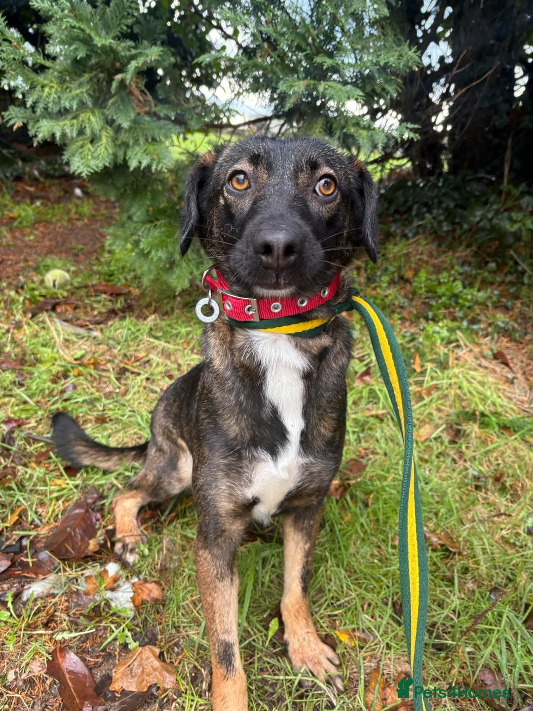 Mixed Breed dogs for adoption: Bubbles - Norwich Norfolk  - Advert 2