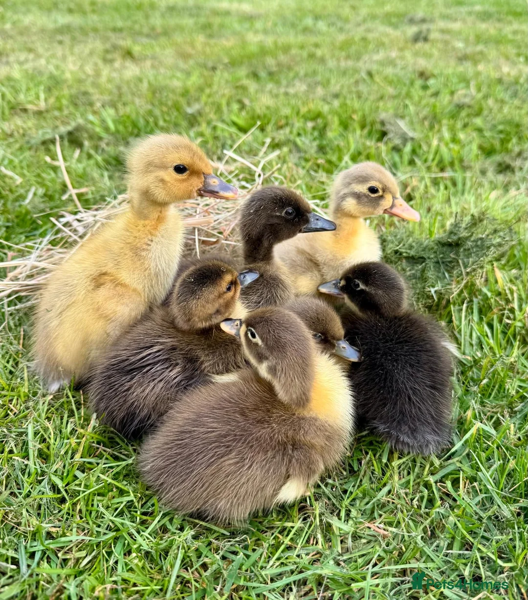 Ducks poultry for sale: Fertile runner duck hatching  eggs - Advert 2