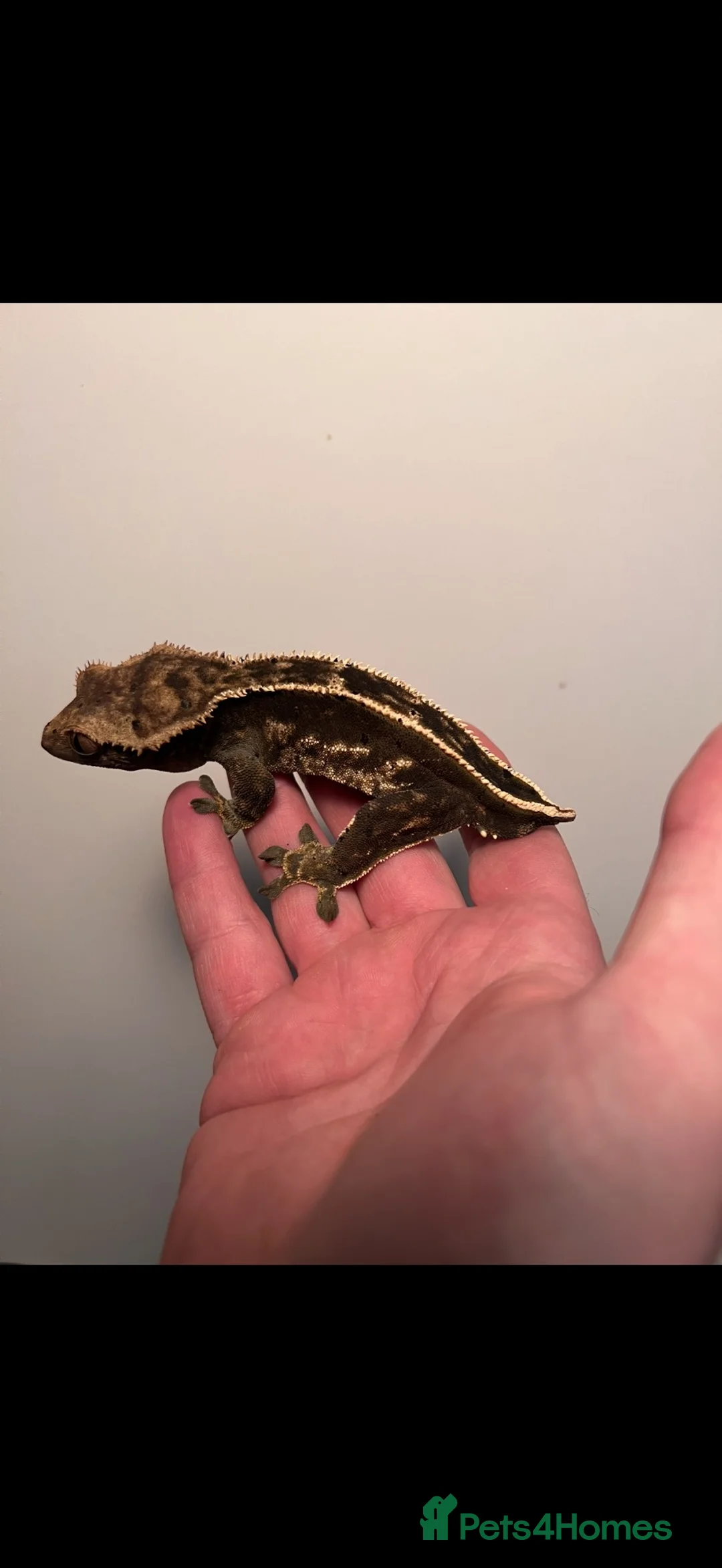 Gecko reptiles for sale: Geckos for sale  - Advert 5