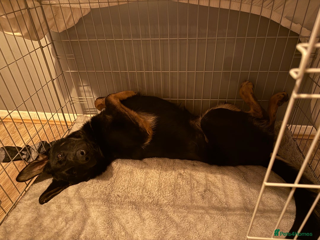 German Shepherd dogs for sale: Rocco is looking for a new home  - Advert 8