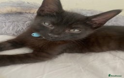 Bombay cats for sale: Bombay Male Kitten 7 weeks (Onyx) £35 - Image 2
