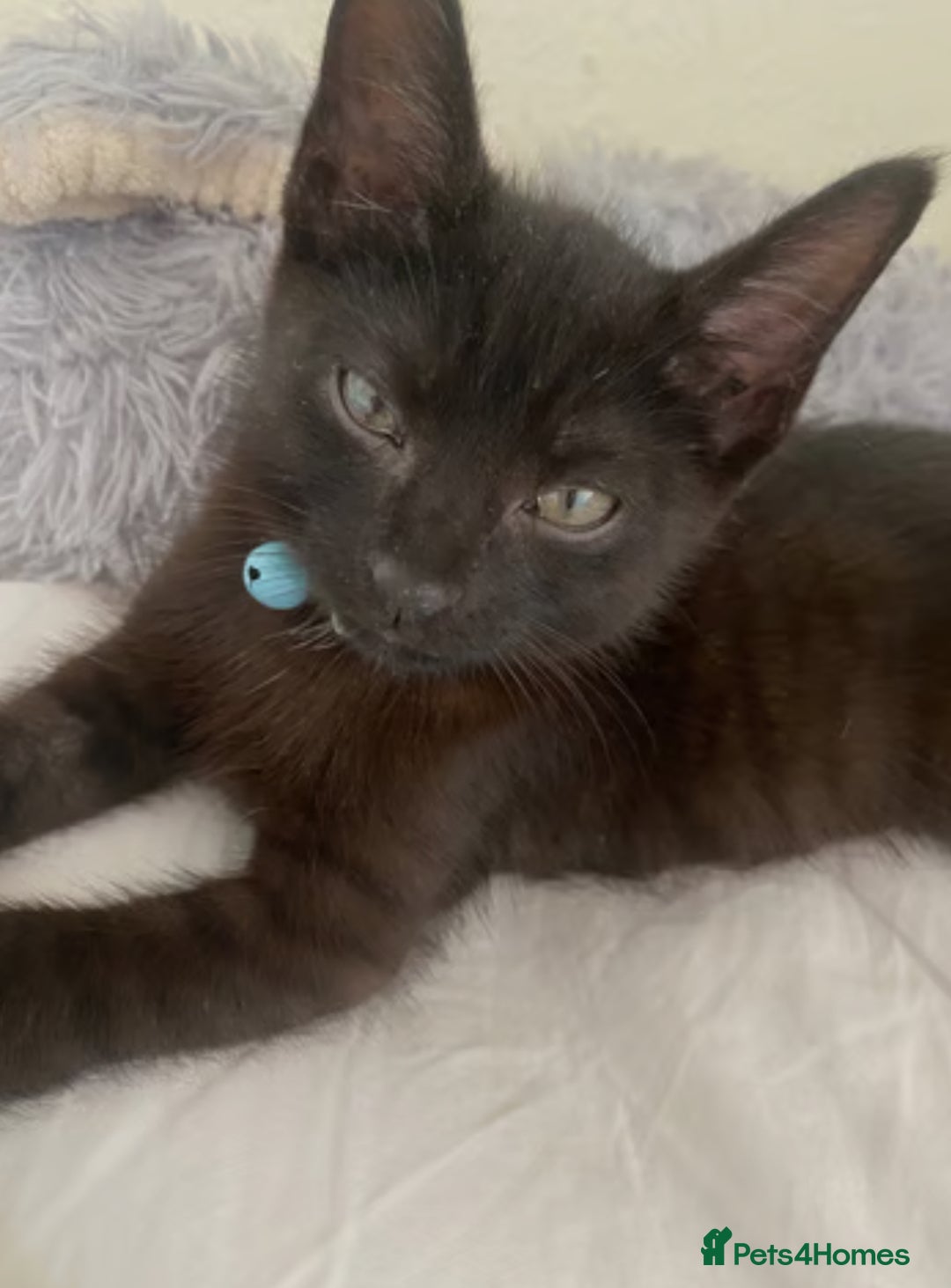 Bombay cats for sale: Bombay Male Kitten 7 weeks (Onyx) £35 - Image 2