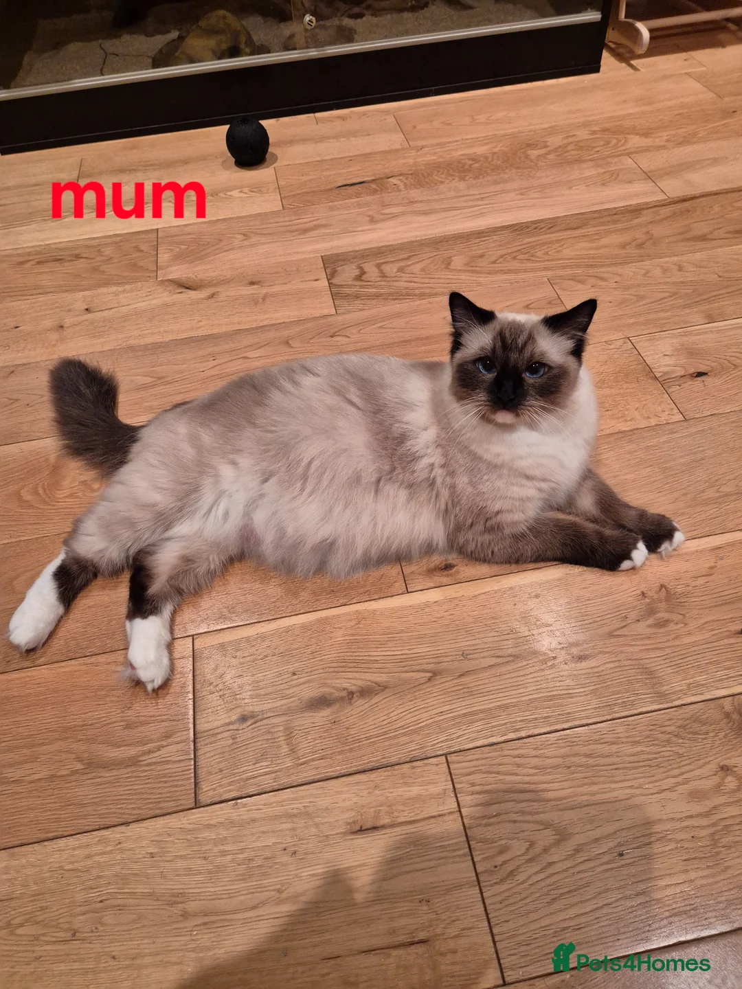 Ragdoll cats for sale: ✨ Exceptional Ragdoll Kittens – Raised with love✨ - Advert 18