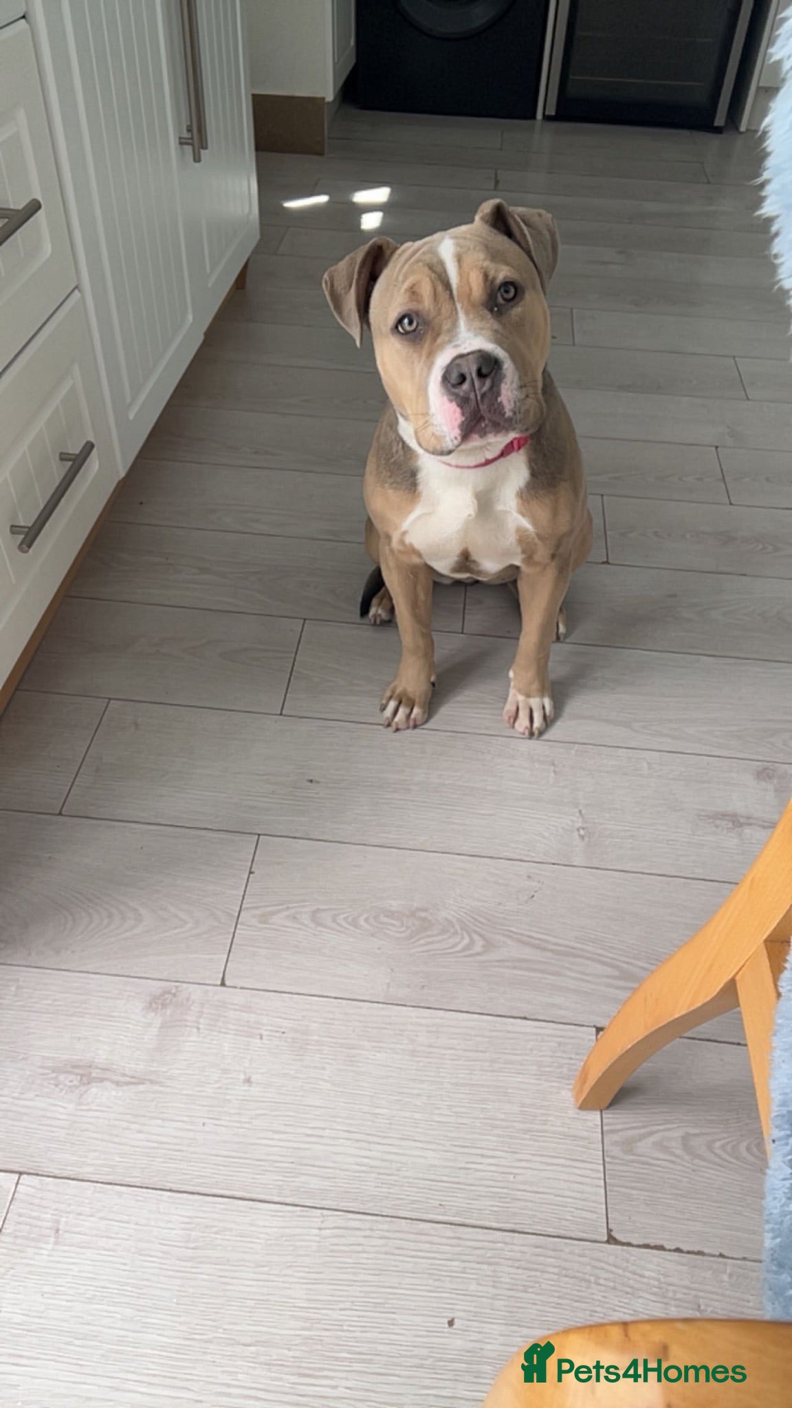 Mixed Breed dogs Beautiful Bully x staffy girl  - Advert 15
