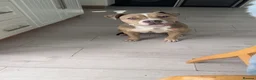 Mixed Breed dogs for sale: Beautiful Bully x staffy girl  in Manchester - Advert 3