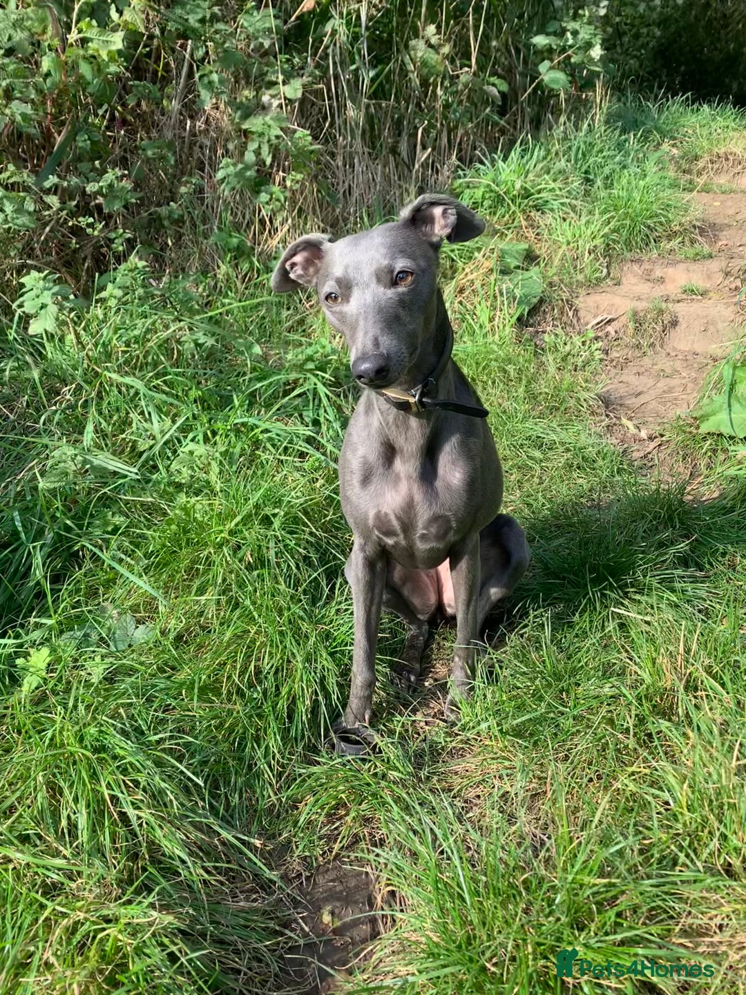 Whippet dogs for sale: Full blue pedigree KC reg whippet puppies - Advert 5