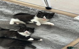 British Shorthair cats for sale: Amazing BSH Kittens  - Image 5