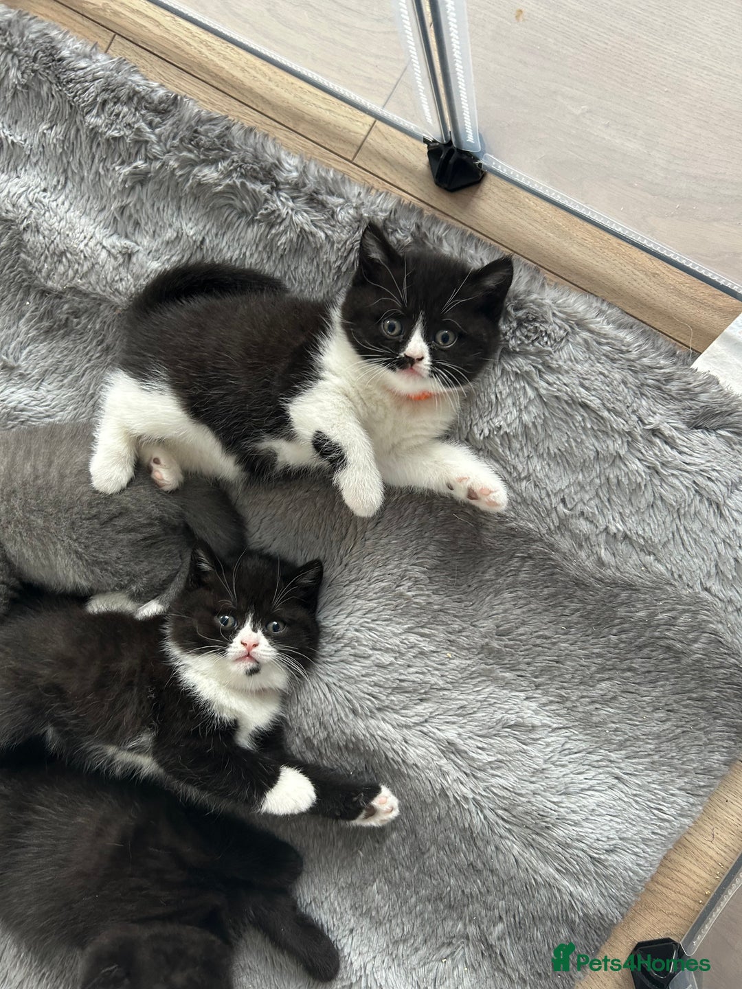 British Shorthair cats for sale: Amazing BSH Kittens  - Image 5