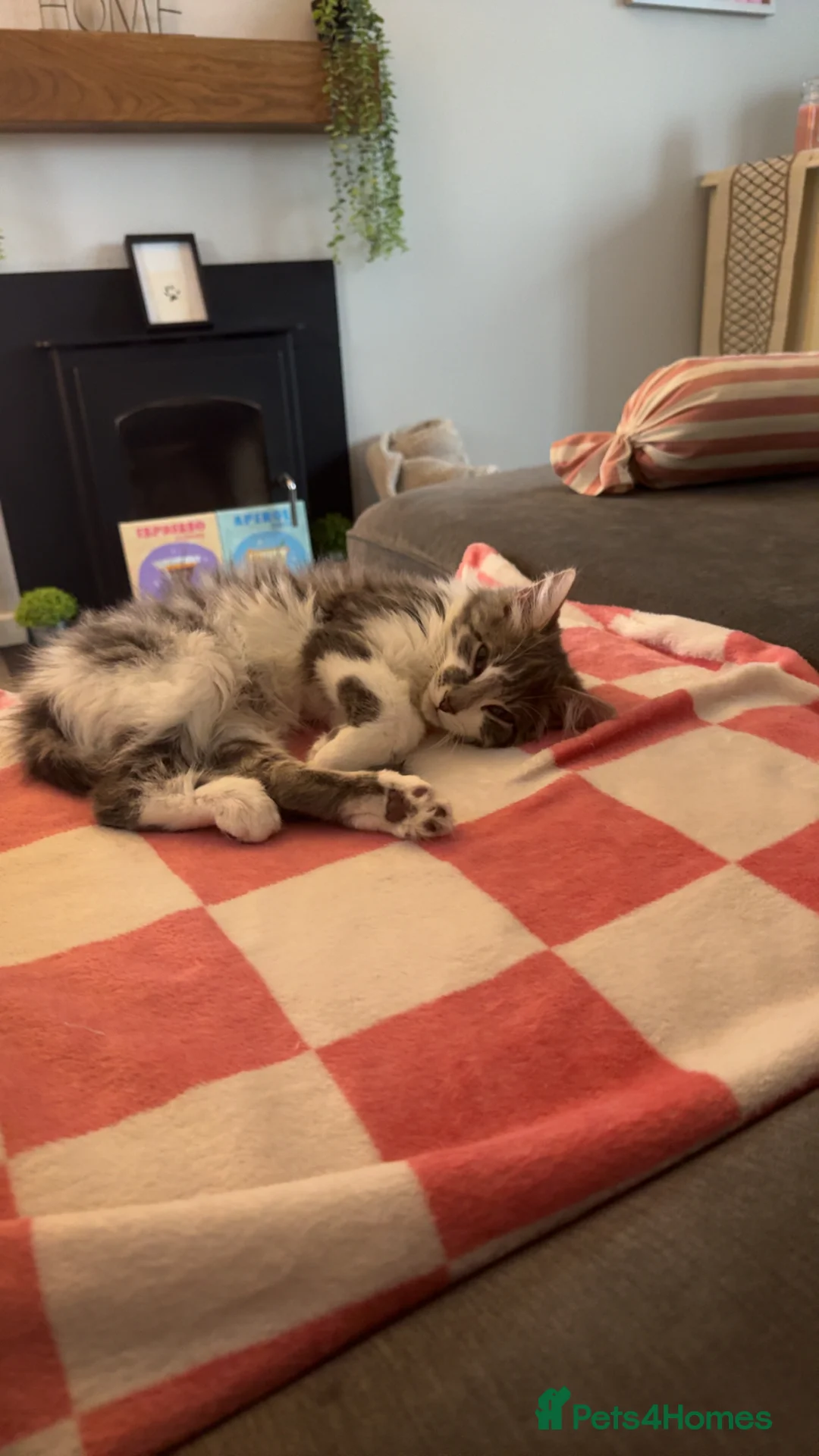 Mixed Breed cats for sale: Loving Gorgeous Male Kitten - Advert 7