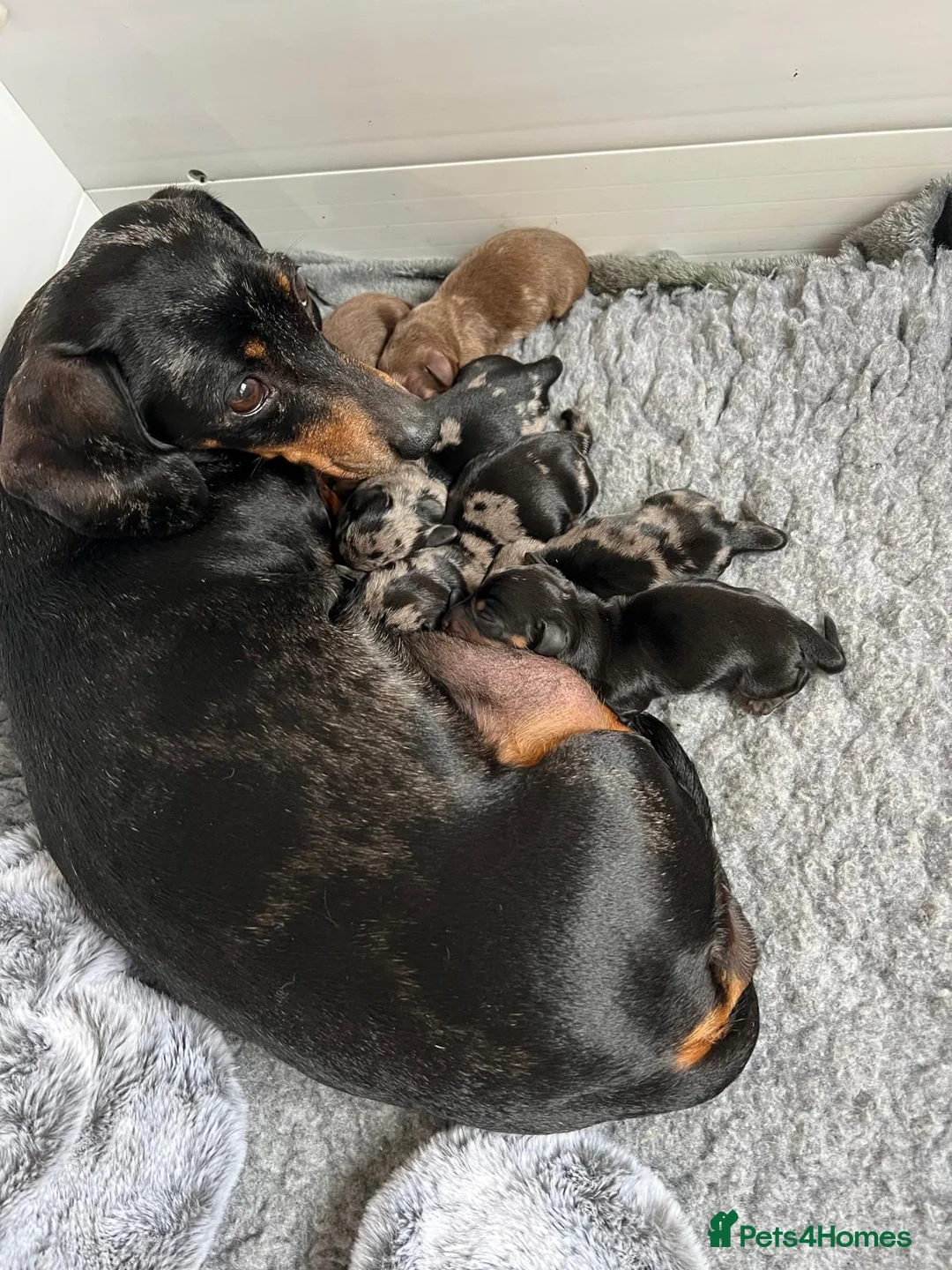 Miniature Dachshund dogs for sale: KC reg gorgeous boy  - Advert 6