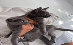 Mixed Breed cats for sale: 2 Grey Kittens  - Image 3