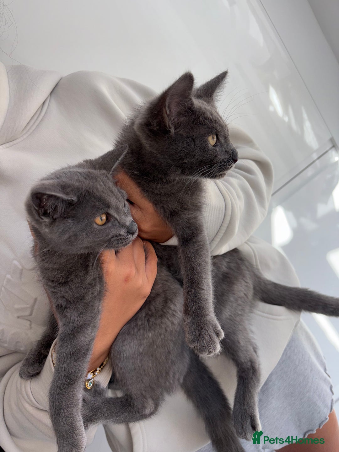 Mixed Breed cats for sale: 2 Grey Kittens  - Image 3