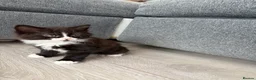 Mixed Breed cats for sale: Beautiful mixed-breed kittens! - Advert 17