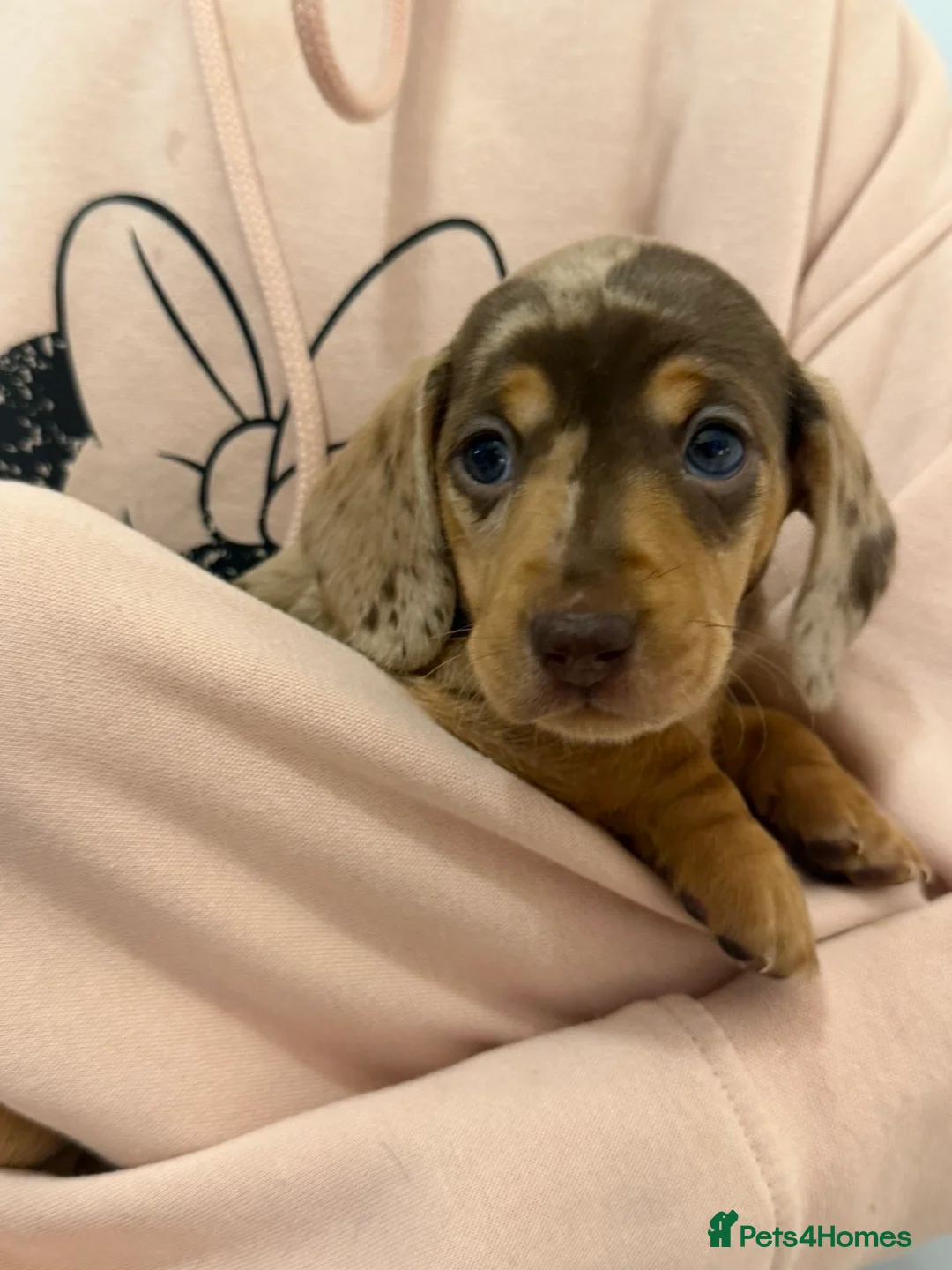 Dachshund dogs for sale: 🐾 dachshund puppies🐾 - Advert 24