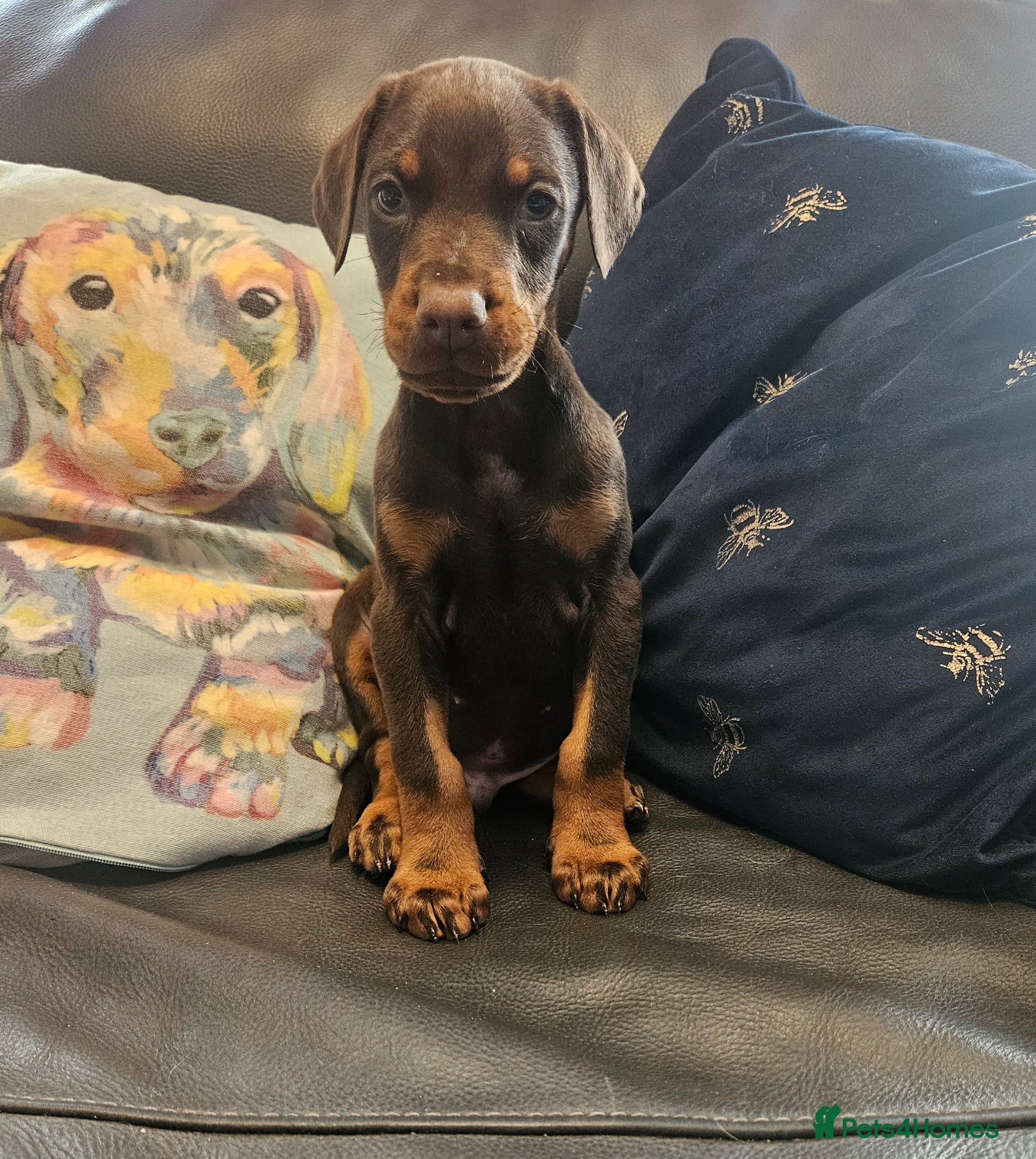 Dobermann dogs 🐾 Doberman Puppies – Waiting List Now Open 🐾 - Advert 2