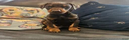 Dobermann dogs for sale: 🐾 TOP QUALITY DNA & CHAMPION LINES🐾 - Advert 5