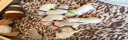Golden Retriever dogs for sale: Beautiful litter of Cream Golden Retriever Pups - Advert 9