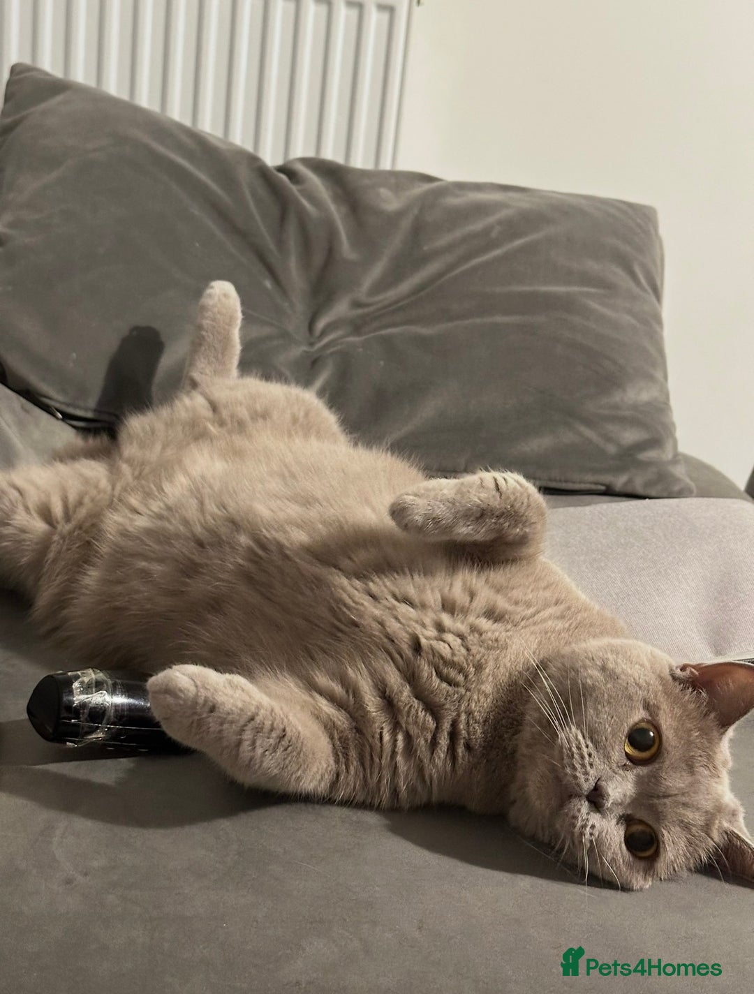 Scottish Fold cats for sale: Two Scottish Fold Sisters For Sale - Advert 5